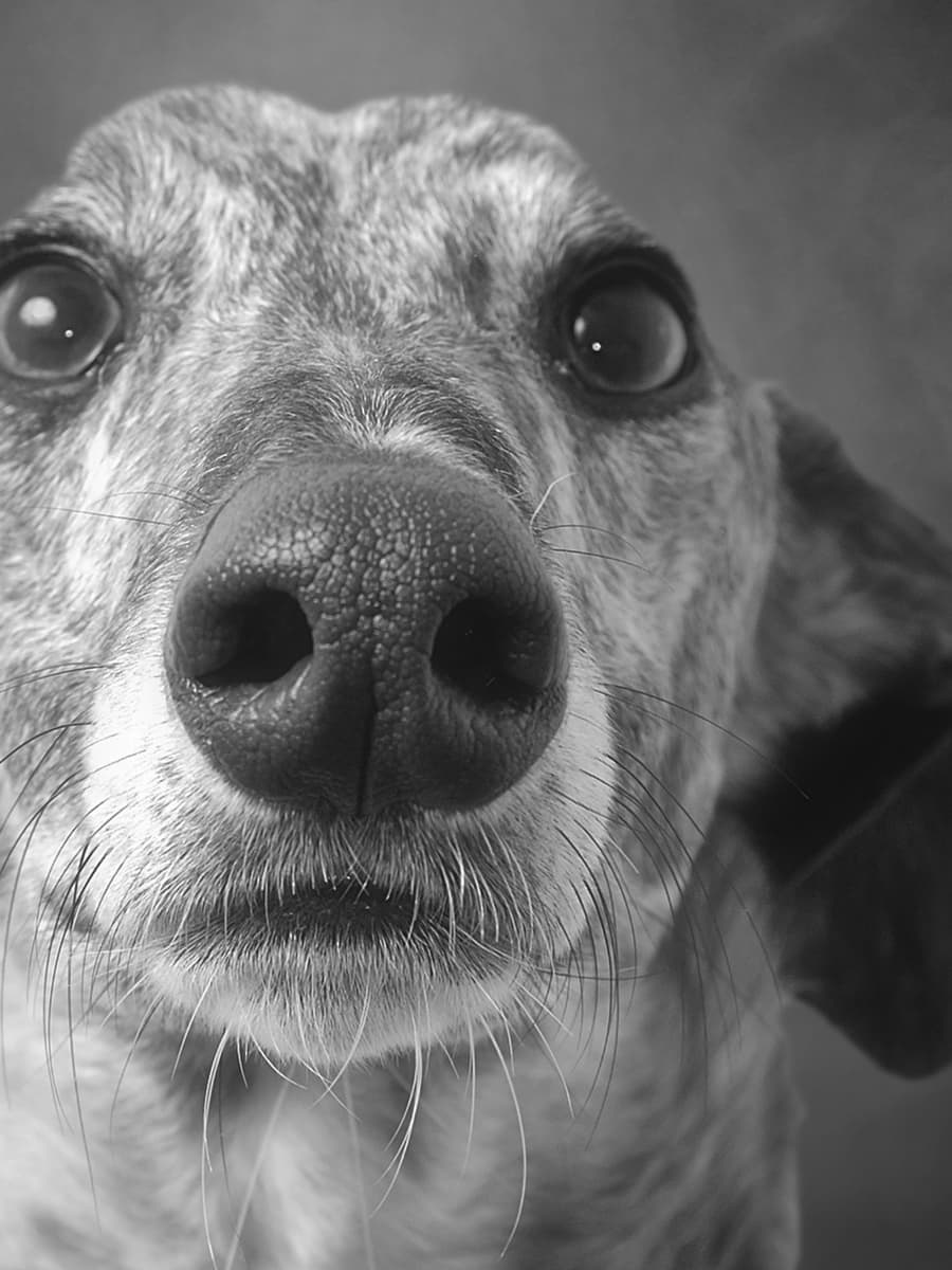 Studio Black & White - Image 2